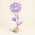 Maandbloem september – Aster